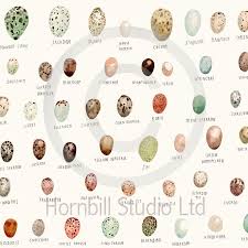British Garden Bird Eggs Surface Pattern Design Bird Garden British Garden
