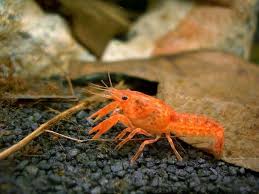 Basics Of Crayfish My Aquarium Club Aquarium Fish Crayfish Fish