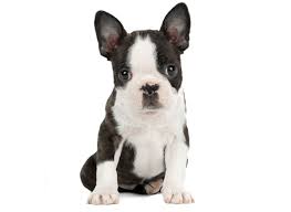 I am a cross between a pug and boston terrier. 1 Boston Terrier Puppies For Sale In Seattle Wa Uptown