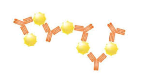 Representation of an antigen
