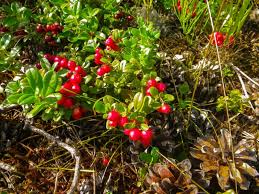 Of course, cranberry sauce lasts for a shorter period of time if it is not stored properly. How To Grow Cranberries Harvest To Table