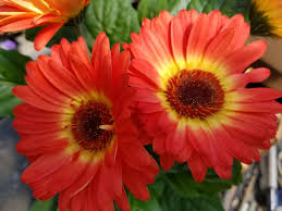 Image result for Gerbera