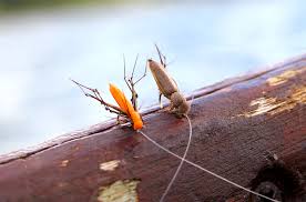 Daddy long legs with wings. How To Fish Daddy Long Legs Fulling Mill Blog