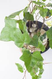 Image result for Araliaceae