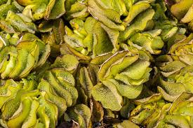 Image result for Salvinia hastata