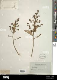 Image result for Kotschya capitulifera