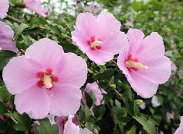 Its name in korean is mugunghwa, mugung means eternity in korean. Hibiscus Syriacus Also Known As The Korean Rose Is The National Flower Of South Korea The Flower Appears In N Hibiscus Hibiscus Flower Tattoos Flower Meanings