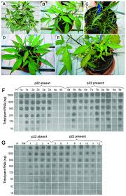 Image result for Lepistemon owariensis