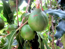 Image result for Macadamia aff. integrifolia