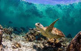 ➤ sea turtle background posted in animals category and wallpaper original resolution is 2560x1707px. Sea Turtle Laptop Wallpapers Top Free Sea Turtle Laptop Backgrounds Wallpaperaccess
