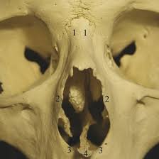 — the skeleton of the skull in its development depends on the development of the brain, sense organs, oral and nasal cavities.the neurocranuim lodges the brain and the viscerocranuim with the participation of some bones of the. Nasal Anatomy Ento Key