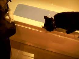 Dog Baths Cat Funny Cat Photos Funny Cat Videos Funny Dogs