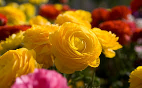 If you collect several different flowers, you get a bouquet. Free Photo Beautiful Yellow Flower Beautiful Flower Yellow Free Download Jooinn