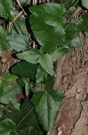 Image result for Cocculus hirsutus