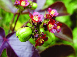 Image result for Jatropha gossypiifolia