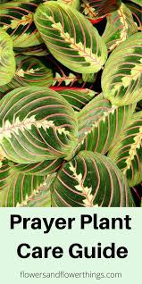 Naturally, prayer plants take a long time to mature. Pin On Best Of Flowers And Flowerthings
