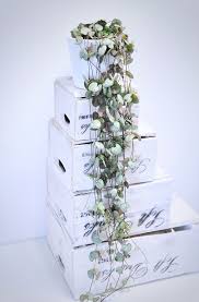 Leuchterblume Blumen Grosse Blumentopfe Pflanzen