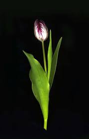 Pin On Fabulous Flowers