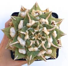 Image result for Cyperus pectinatus