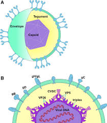 Both the herpes simplex type 1 and the herpes simplex type 2 viruses infect the body's mucous membranes (usually the mouth or genitals, but there are also mucous membranes located in the nose. Stunning Symmetries Involved In The Self Assembly Of The Hsv 1 Capsid Springerlink