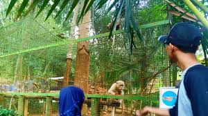 Ada Hanoman Di Ngrembel Asri Semarang Pengunjung Bisa Beri Makan Tribun Jateng