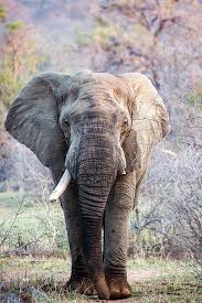 Maybe you would like to learn more about one of these? Lebenstraum Afrika