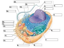 Makes protein for the cell. 33 Label Animal Cell Quiz Labels For Your Ideas