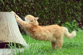 Garten Katzensicher Machen So Funktioniert Es Richtig