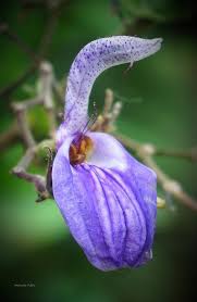 Image result for Brillantaisia owariensis