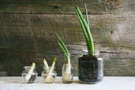 Feb 25, 2020 · when the shoots are or four or five inches long, you can plant them in the ground or a pot filled with good quality. How To Regrow And Reuse Scallions The Cutting Board By Green Chef