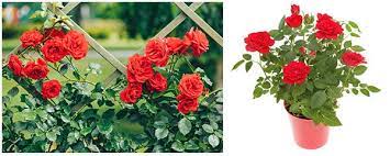 Water them evenly to keep the soil moist. Learn How To Take Care Of Roses Detailed Rose Care Guide