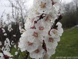 Abricotier Sans Fruits Comment Avoir Plus De Fruits Sur Un Abricotier Jardinier Pro