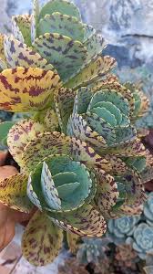 Image result for Kalanchoe marmorata