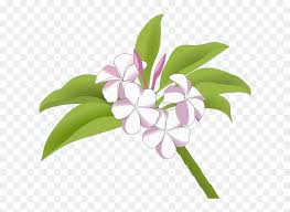 Beli tanaman bunga kamboja online berkualitas dengan harga murah terbaru 2021 di tokopedia! Plumeria Bunga Kamboja Vector Hd Png Download Vhv