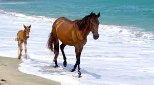 Free Range In Paradise The Wild Horses Of The Caribbean Attract Tourists And Research The Horse Owner S Resource