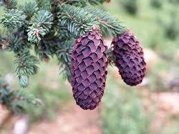 Image result for Pinaceae