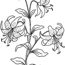 Finally if you want to get new and the latest wallpaper related with tiger lily flower coloring pages, please follow us on facebook or bookmark this site, we try our best to give you daily update with fresh and new wallpaper 2014. Beautiful Lily Flower Coloring Page Kids Play Color