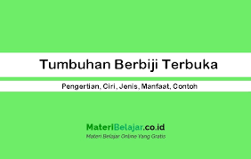 1) pohon pinus (sporofit) berkromosom diploid (2n) yang sudah dewasa membentuk strobilus jantan (konus serbuk sari) dan strobilus betina (konus yang berovulasi). Tumbuhan Berbiji Terbuka Pengertian Ciri Jenis Manfaat Contoh