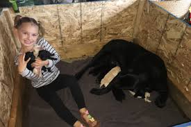 The cheapest offer starts at it is a male that is black with a white chest marking.bella s puppies are considered full size. Sixteen Purebred Lab Puppies Born In One Litter On Island Farm Comox Valley Record