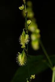 Image result for Fagopyrum snowdenii