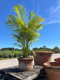 Image result for Dypsis lutescens
