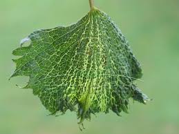 Image result for Pseudopeziza tracheiphila