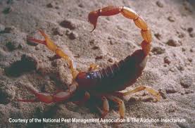 Scorpions: Facts About Scorpion Bites, Scorpion Control