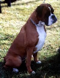 Adopt pets from your local animal rescues/shelters, there are plenty of animals just waiting for a home. In The Uk And Europe Fawn Boxers Are Typically Rich In Color And Are Often Called Red Boxer Dogs Training Boxer Dogs Boxer Dog Colors