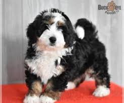 Proper puppy training will ensure that you have the best. Puppyfinder Com Miniature Bernedoodle Puppies Puppies For Sale Near Me In Millersburg Ohio Usa Page 1 Displays 10