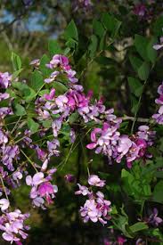 Image result for Millettia usaramensis