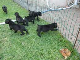 Western cape › cape town. Black Boerboel Puppies For Sale Port Elizabeth Dogs Puppies Public Ads 73054