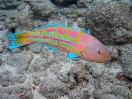 Pin On Reef Creatures Other Denizens Of The Sea