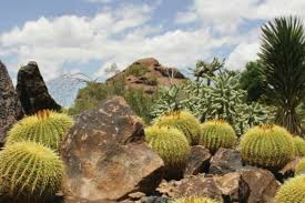 Peanut cacti are susceptible to rot, and they need to be the cactus is native to tropical america. Edible Plants In The Arizona Desert In Scottsdale Official Travel Site For Scottsdale Arizona