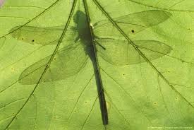 Black Book Winds Of Change Bug Dragonfly Dragonfly Nature Pictures Dragonfly Silhouette